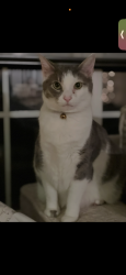 Lost Female Cat last seen Elijah creek, Hebron, KY 41048