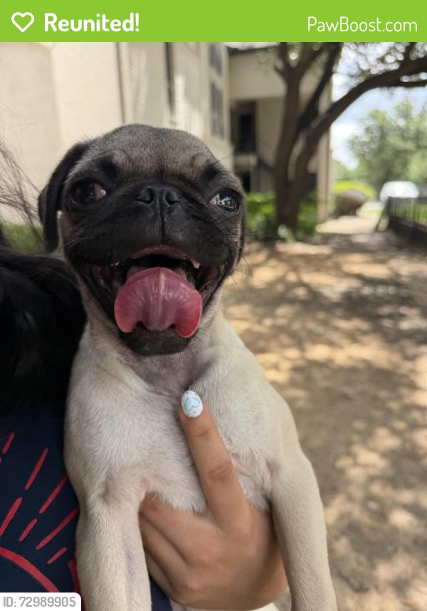 Reunited Female Dog last seen Verlaine on the parkway, Dallas, TX 75254