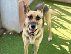 Shelter Stray Male Dog last seen , 11361 W Pico Blvd, Los Angeles, CA 90064, USA