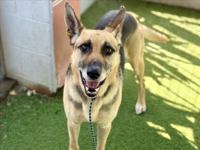 Shelter Stray Male Dog last seen , 11361 W Pico Blvd, Los Angeles, CA 90064, USA