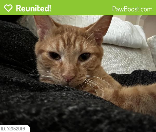 Reunited Male Cat last seen Echo Valley Dr, Taylors, SC, Taylors, SC 29687