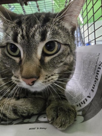 Shelter Stray Female Cat last seen , 1850 W 60th St, Los Angeles, CA 90047, USA