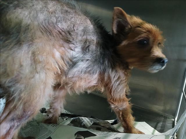 Shelter Stray Male Dog last seen , 1850 W 60th St, Los Angeles, CA 90047, USA