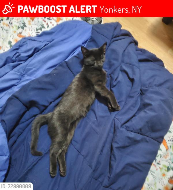 Lost Male Cat last seen Linden street, Yonkers, NY 10701