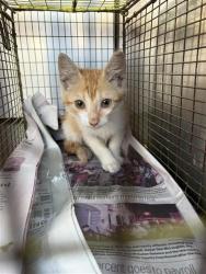 Shelter Stray Male Cat last seen EMERSON, 4710 TX-151, San Antonio, TX 78227, USA