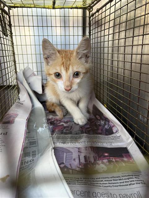 Shelter Stray Male Cat last seen EMERSON, 4710 TX-151, San Antonio, TX 78227, USA
