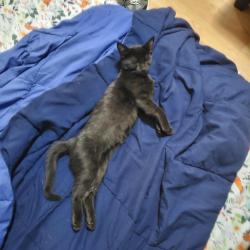 Lost Male Cat last seen Linden street, Yonkers, NY 10701