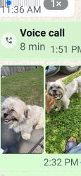 Lost Male Dog last seen Vally lake dr 77078, Houston, TX 77078