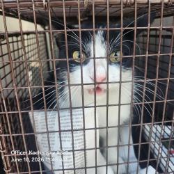 Shelter Stray Male Cat last seen Near BLOCK CREASTWAY RD BUILDING 5, 4710 TX-151, San Antonio, TX 78227, USA