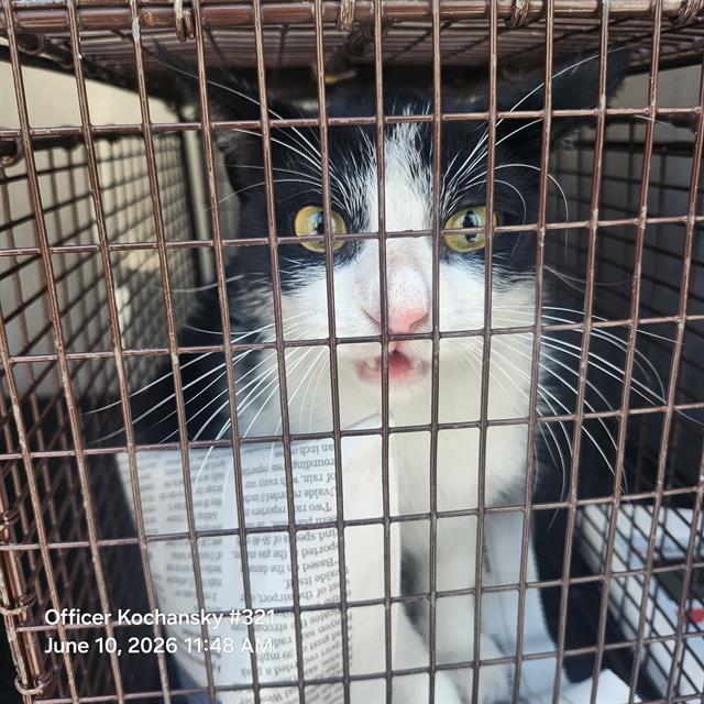 Shelter Stray Male Cat last seen Near BLOCK CREASTWAY RD BUILDING 5, 4710 TX-151, San Antonio, TX 78227, USA