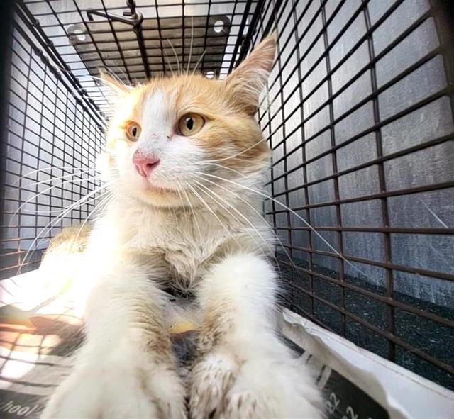Shelter Stray Female Cat last seen Near BLOCK BARBUDA, 4710 TX-151, San Antonio, TX 78227, USA
