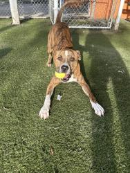 Shelter Stray Male Dog last seen Near BLOCK NW 74 AVE, 3599 NW 79th Ave, Doral, FL 33122, USA