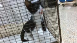 Shelter Stray Unknown Cat last seen Near BLOCK W 47 ST, 3599 NW 79th Ave, Doral, FL 33122, USA