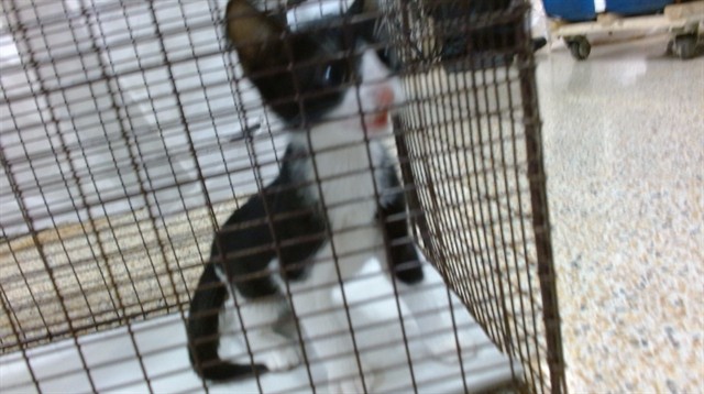Shelter Stray Male Cat last seen Near BLOCK W 47 ST, 3599 NW 79th Ave, Doral, FL 33122, USA