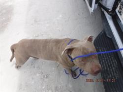 Shelter Stray Male Dog last seen VICINITY OF 1895 NW 75TH ST, 3599 NW 79th Ave, Doral, FL 33122, USA