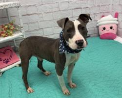 Shelter Stray Male Dog last seen Near BLOCK TOWNSEND ST, DETROIT, MI 48213, 7401 Chrysler Dr, Detroit, MI 48211, USA