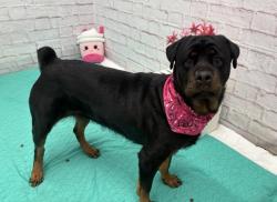 Shelter Stray Female Dog last seen Near BLOCK AUBURN ST, DETROIT, MI 48223, 7401 Chrysler Dr, Detroit, MI 48211, USA