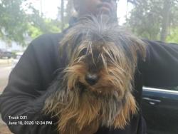 Shelter Stray Male Dog last seen Near BLOCK WINSTON ST, DETROIT, MI 48219, 7401 Chrysler Dr, Detroit, MI 48211, USA