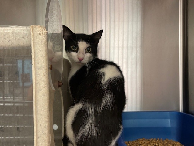 Shelter Stray Female Cat last seen , 232 Eslinger Way, Sanford, FL 32773, USA