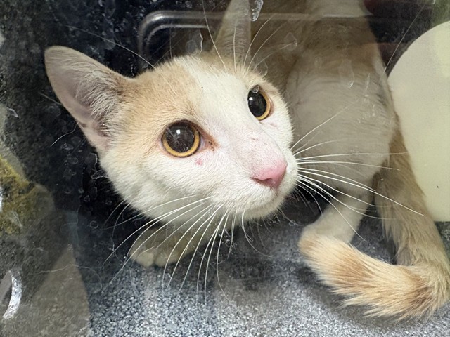 Shelter Stray Unknown Cat last seen Near BLOCK E 15TH ST, PUEBLO CO 81001, 4600 Eagleridge Pl, Pueblo, CO 81008, USA