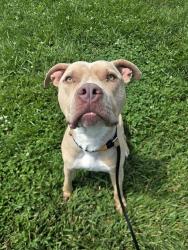 Shelter Stray Male Dog last seen ROYAL DR, 10521 Baur Blvd, Olivette, MO 63132, USA