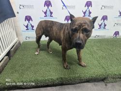 Shelter Stray Female Dog last seen , 2769 Conroy Rd, Orlando, FL 32839, USA