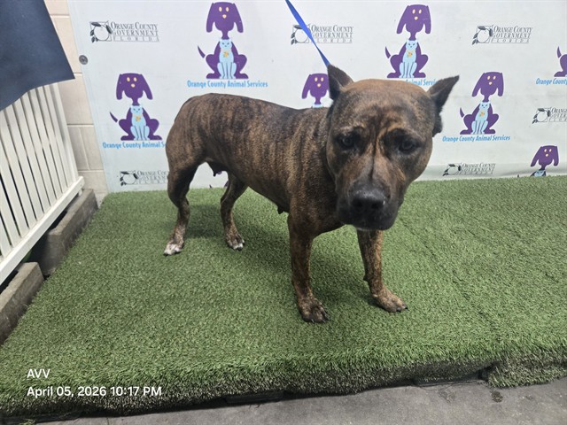 Shelter Stray Female Dog last seen , 2769 Conroy Rd, Orlando, FL 32839, USA