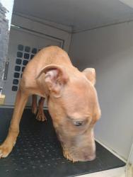 Shelter Stray Female Dog last seen CHARLOTTE, 8315 Byrum Dr, Charlotte, NC 28217, USA
