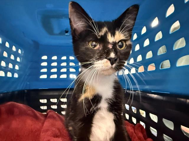 Shelter Stray Female Cat last seen HUNTERSVILLE, 8315 Byrum Dr, Charlotte, NC 28217, USA
