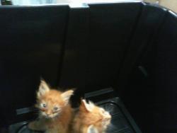 Shelter Stray Male Cat last seen CHARLOTTE, 8315 Byrum Dr, Charlotte, NC 28217, USA