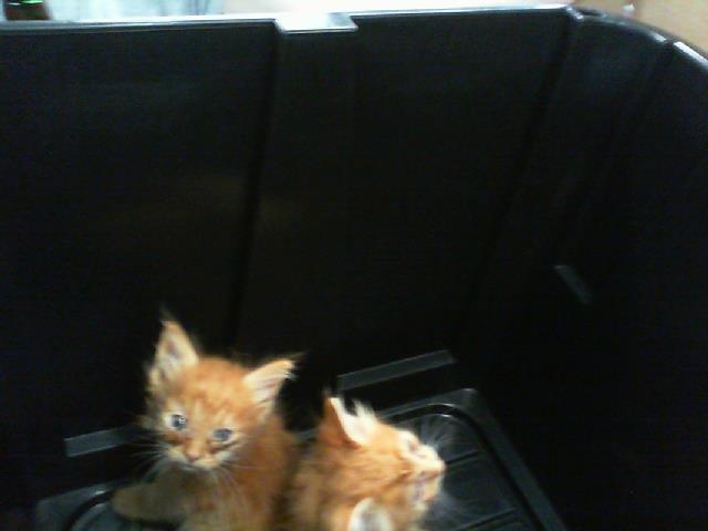 Shelter Stray Male Cat last seen CHARLOTTE, 8315 Byrum Dr, Charlotte, NC 28217, USA