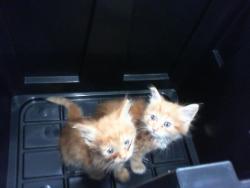 Shelter Stray Male Cat last seen CHARLOTTE, 8315 Byrum Dr, Charlotte, NC 28217, USA