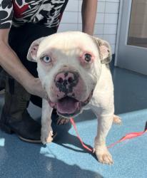 Shelter Stray Male Dog last seen HOOPER RD, 8311 Freedom Dr, Pearland, TX 77581, USA