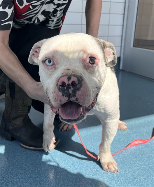 Shelter Stray Male Dog last seen HOOPER RD, 8311 Freedom Dr, Pearland, TX 77581, USA
