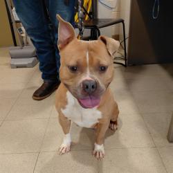 Shelter Stray Male Dog last seen JAGUAR WAY NW, 4950 SW Triana Blvd, Huntsville, AL 35805, USA
