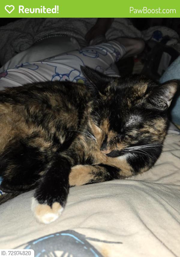 Reunited Female Cat last seen went into a storm drain in Highland Pointe apmts, Huntsville, AL 35806