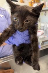 Shelter Stray Male Cat last seen ALAMANCE COUNTY, 221 Stone Quarry Rd, Burlington, NC 27217, USA
