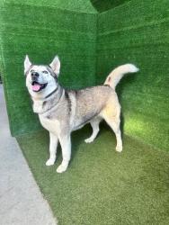 Shelter Stray Female Dog last seen , 5210 W Ave I, Lancaster, CA 93536, USA