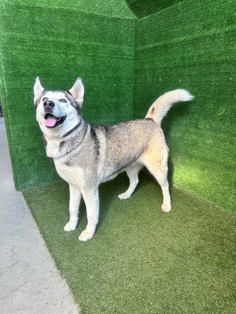 Shelter Stray Female Dog last seen , 5210 W Ave I, Lancaster, CA 93536, USA
