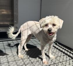 Shelter Stray Female Dog last seen Near BLOCK E. MONTROSE ST, 333 Chandler Pl, San Bernardino, CA 92408, USA