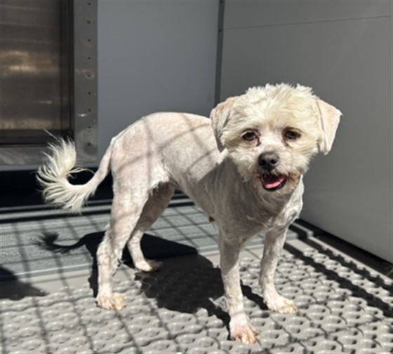 Shelter Stray Female Dog last seen Near BLOCK E. MONTROSE ST, 333 Chandler Pl, San Bernardino, CA 92408, USA