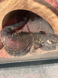 Shelter Stray Unknown Other last seen Near BLOCK TUOLUMNE CT, 333 Chandler Pl, San Bernardino, CA 92408, USA