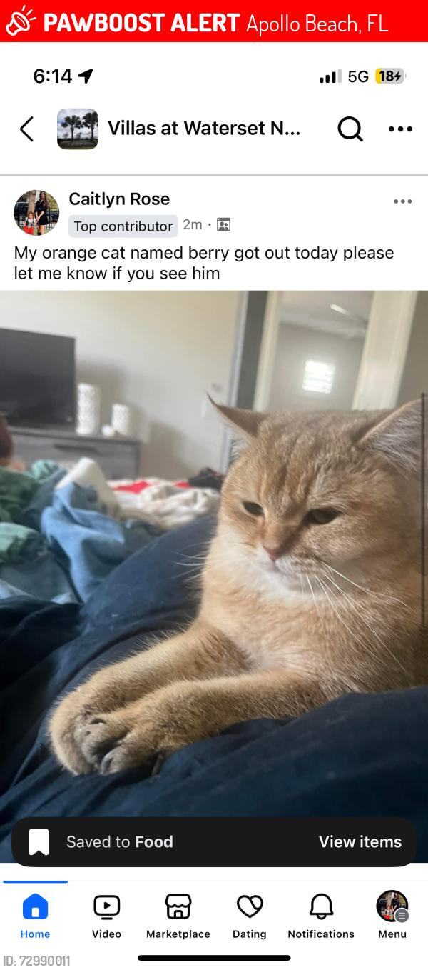 Lost Male Cat last seen Waterset by the new lot development , Apollo Beach, FL 33572