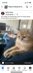 Lost Male Cat last seen Waterset by the new lot development , Apollo Beach, FL 33572