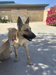 Shelter Stray Male Dog last seen Near BLOCK VAN BUREN BOULEVARD, RIVERSIDE, CA 92518, 6851 Van Buren Boulevard, Jurupa Valley, CA 92509, USA