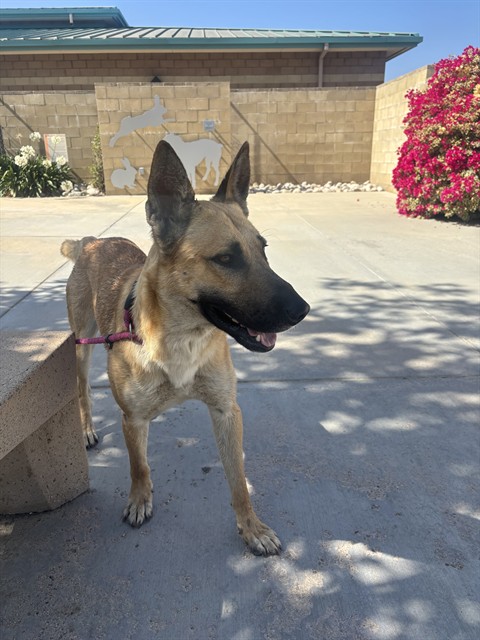 Shelter Stray Male Dog last seen Near BLOCK VAN BUREN BOULEVARD, RIVERSIDE, CA 92518, 6851 Van Buren Boulevard, Jurupa Valley, CA 92509, USA