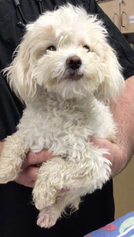 Shelter Stray Female Dog last seen Near BLOCK JACKSON ST, RIVERSIDE CA 92504, 6851 Van Buren Boulevard, Jurupa Valley, CA 92509, USA