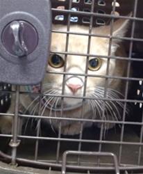 Shelter Stray Unknown Cat last seen Near BLOCK WYTHE LN, 2811 SE 29th St, Oklahoma City, OK 73129, USA