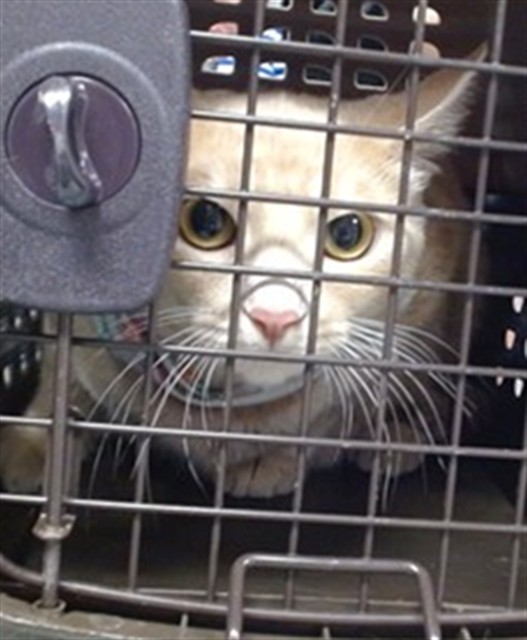 Shelter Stray Unknown Cat last seen Near BLOCK WYTHE LN, 2811 SE 29th St, Oklahoma City, OK 73129, USA