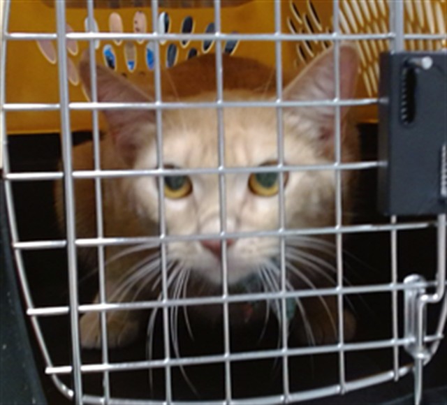 Shelter Stray Unknown Cat last seen Near BLOCK WYTHE LN, 2811 SE 29th St, Oklahoma City, OK 73129, USA